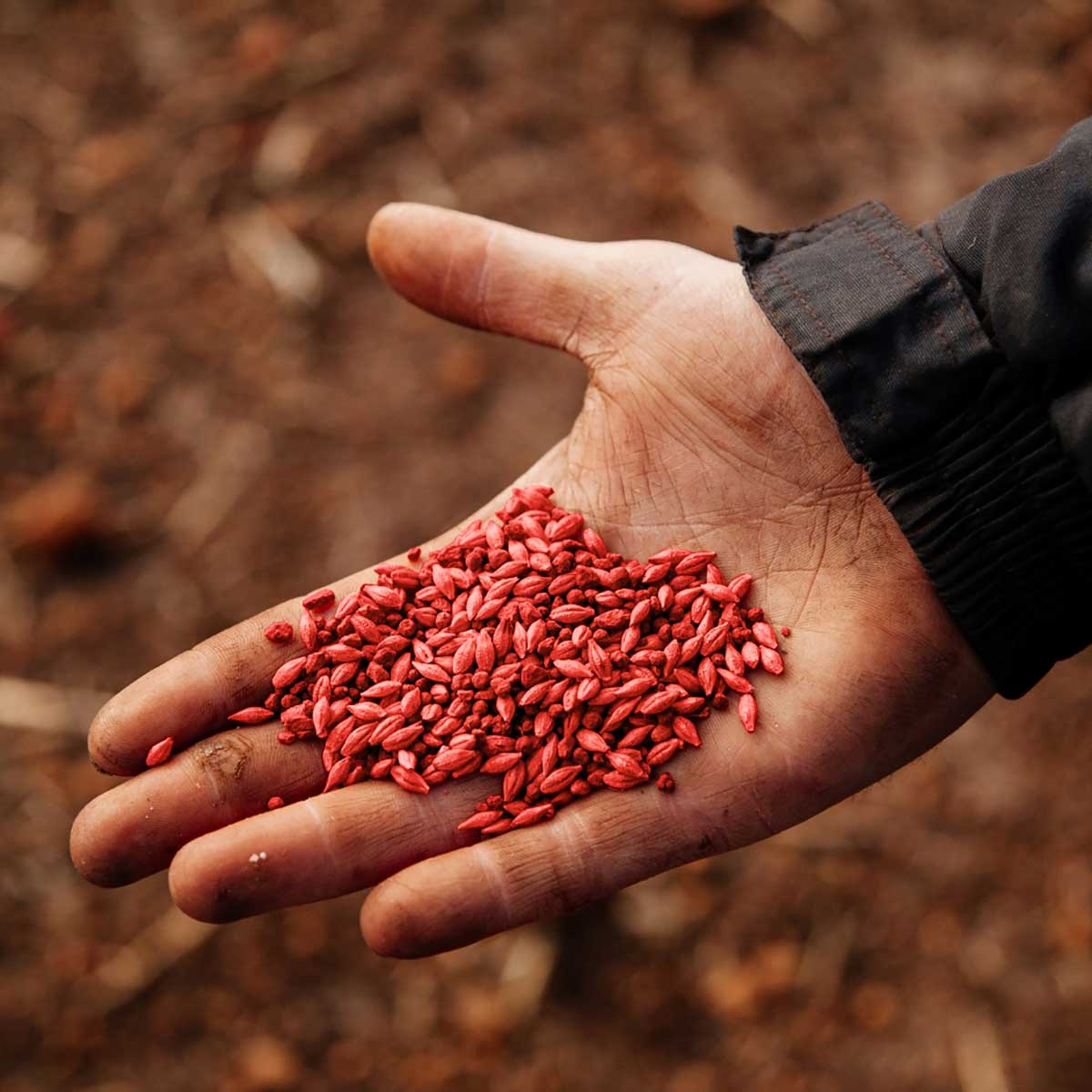 accensi gallery seeds